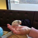 앵무새카페 이미지