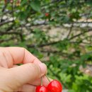 명지리앵두마을 이미지