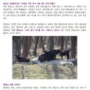 130종의 약초먹고 자란 완도 약산 흑염소 이미지