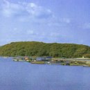 완도 주도 상록수림 이미지