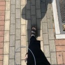 트레벨동물병원 | 고양이 설사 잡기.... + 하남시 동물병원 후기🏥