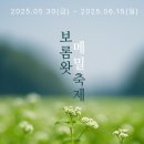 바람이 머무는 곳 | 🌾 “제주 바람이 머무는 곳”2025 보롬왓 메밀꽃축제 완벽 가이드 🌸