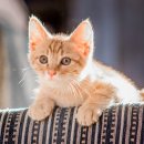 목욕하는고양이 이미지