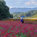 9월 19일(월) 함양/ 천년숲 상림공원 보랏빛 향연~/라일락 버베나 꽃축제/선비문화길 트래킹.♡30,000.조중식(찰밥)37석리무진 이미지