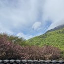 서04-410 | 경남 겹벚꽃 명소 사천 청룡사 포토존 주차정보 / 4월 18일 방문 후기