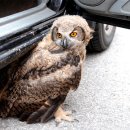 부엉이집 이미지