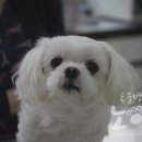 세진동물병원 이미지