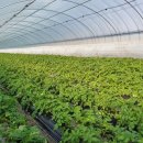 손해평가사 1차 - 재배학 및 원예작물학 이미지