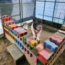 흙사랑3농장 | 남양주 아이랑 갈만한 곳 동물체험 먹이주기 앵무새체험농장33