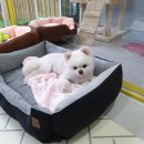 해피멍멍이 이미지