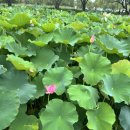 부여 서동연꽃축제 다녀오세요 🌺7월 축제 후기 주요행사일정 지도