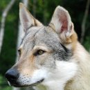 체코슬로바키안 울프독 (Czechoslovakian wolfdog) 이미지