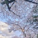 2024 경주 대릉원돌담길 벚꽃축제 | 경주 대릉원돌담길 벚꽃축제 후기 경주 벚꽃 실시간