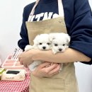 강아지분양 마이댕냥 일산점 | 전국 협력병원을 통해 치료 할인 혜택을 받을 수 있는 일산 강아지분양 마이댕냥 일산점