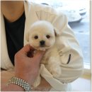 퍼피애견샵 이미지