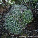 아라츠노이데아...Haworthia arachnoidea 이미지