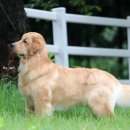 스테이아델 이미지