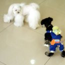 제이 애견 호텔 이미지