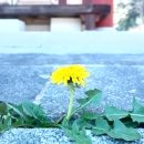 정치 신세계, 12.3 내란속 숨어든 프락치... 신인규는 절대 '우리 동지가 아니다!', 민주당 분열의 씨앗... 교묘한 갈라치기와, 이미지