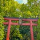 ⛩️도쿄에서 일본 감성 넘치는 신사를 찾는다면 - 네즈신사 여행 후기