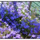 로벨리아 이미지