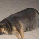 단양마늘새우강정 이미지