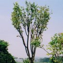 푸른조경