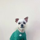 유주펫 이미지