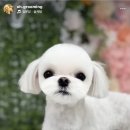 웰니스펫뷰티 이미지