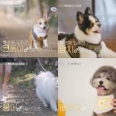 펫미픽미 이미지