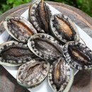 완도전복 이미지