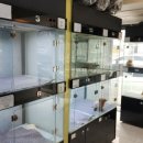 분당 요미독앤캣 강아지분양 고양이분양 이미지