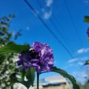 그지브로 이미지