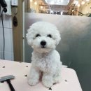 버블그루밍 이미지