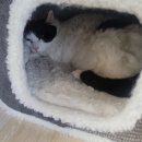 코아동물병원 | 고양이 우울증 :: 합사실패 / 단식시작 / 10kg → 7.7kg