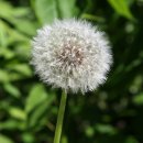 민들레네 이미지