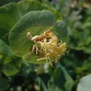 인동 Lonicera Kintzley's Ghost® Grape Honeysuckle 이미지