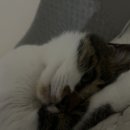 유어캣 고양이병원 이미지