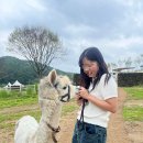 찬우목장 이미지