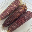 두메산골 농장 | 강원도 찰옥수수 추천 삶은 햇 흑찰옥수수 택배 후기