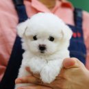 달링하이울산 이미지