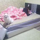 크리스마스애견동반펜션민박 네이버블로그