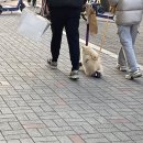 지쿠터대박