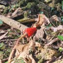 에덴음수대공중화장실 | 제주 | 사랑나무가 있는 천년의 숲 비자림, 겨울에 가기 좋은 제주 산책 코스 추천