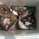 일오삼낚시 이미지