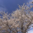 자양벚꽃100리길 이미지