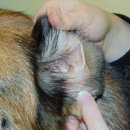 더블유펫 이미지