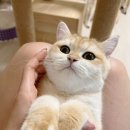 핑크젤리캐터리 이미지