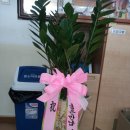 표교초교 이미지