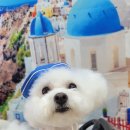 힐링애견샵 이미지